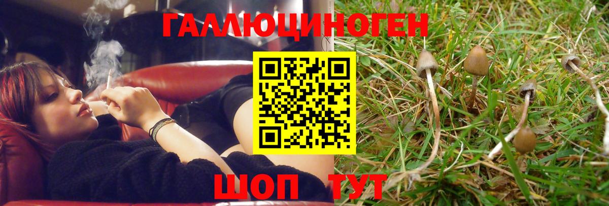 Псилоцибиновые грибы Psilocybe Дагестанские Огни